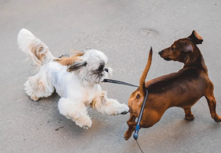 Vlasnici pasa jednu stvar zanemaruju kod odgoja: 'S vremenom će postati miran u svim situacijama'