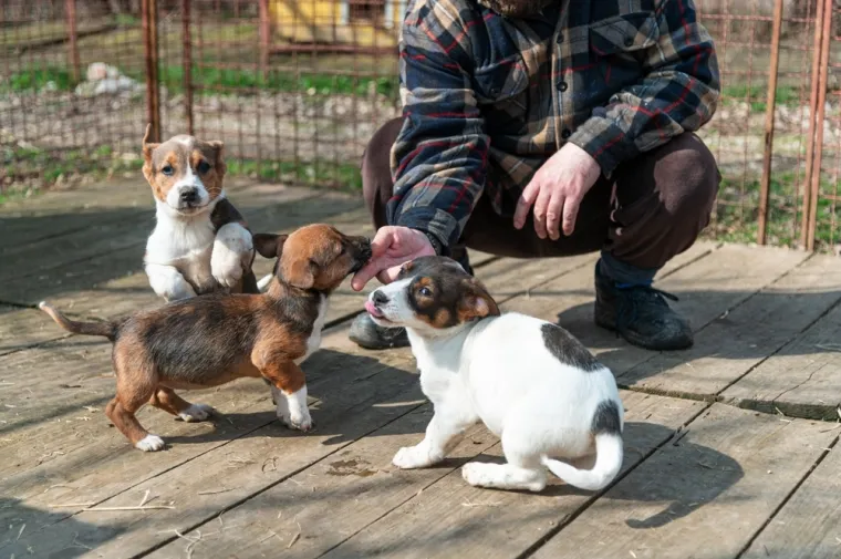 Vlasnici pasa jednu stvar zanemaruju kod odgoja: 'S vremenom će postati miran u svim situacijama'