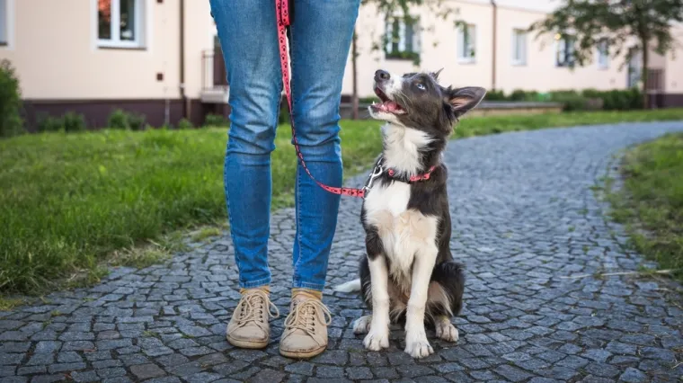 Vlasnici pasa jednu stvar zanemaruju kod odgoja: 'S vremenom će postati miran u svim situacijama'