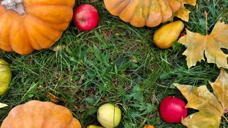 [KVIZ] Samo će pravi znalci prepoznati sve jesenske plodove