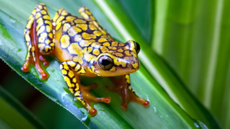 [KVIZ] Koliko znaš o žabama?