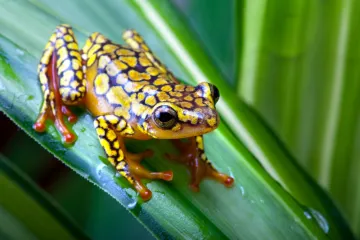 [KVIZ] Koliko znaš o žabama?