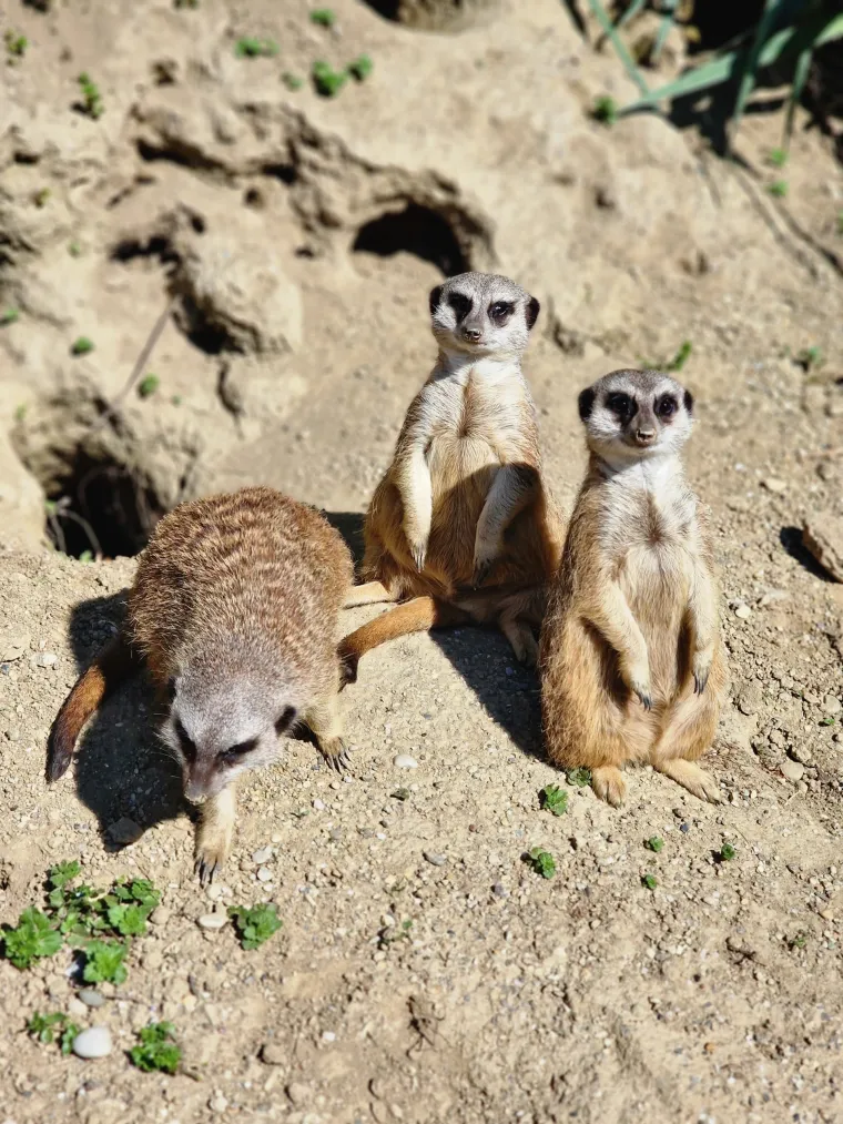 'Idemo u ZOO' dobitnik Albert certifikata: RTL Kockica ponovno potvrđuje održivu i odgovornu produkciju