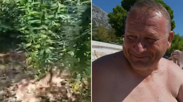 Plantaža marihuane otkrivena kod Makarske, Amar oduševio komentarom: 'Pa šta će omladina...'