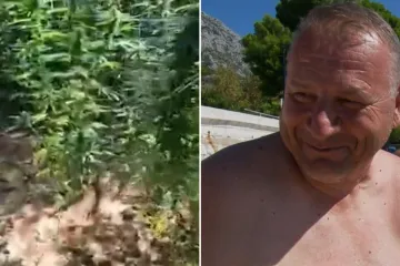 Plantaža marihuane otkrivena kod Makarske, Amar oduševio komentarom: 'Pa šta će omladina...'