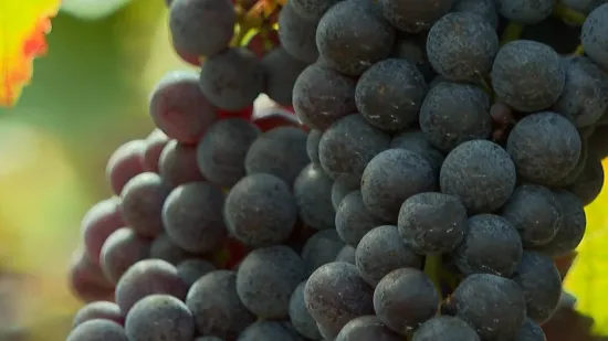 Pitate se zašto je hrana tako skupa? Pogledajte samo ove brojke, sve će vam biti jasno