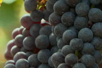 Pitate se zašto je hrana tako skupa? Pogledajte samo ove brojke, sve će vam biti jasno