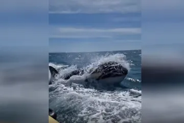 Kitovi ubojice potopile jedrilicu s turistima: Znanstvenik objasnio zašto to rade