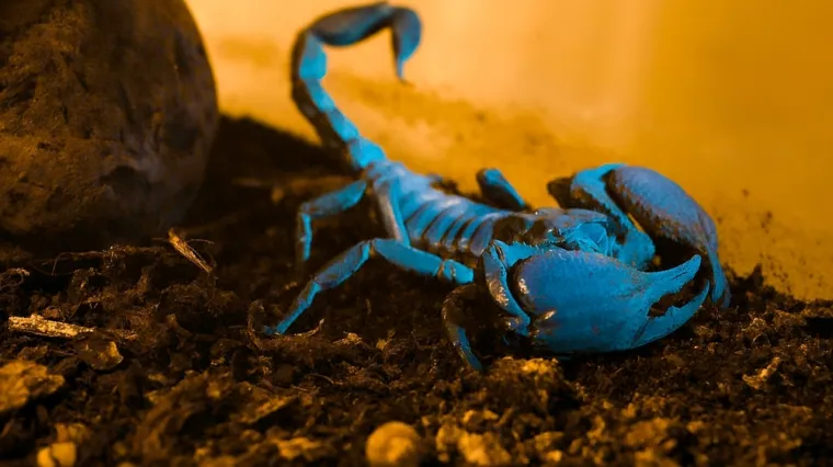 [KVIZ] Koliko znaš o otrovnim životinjskim vrstama?