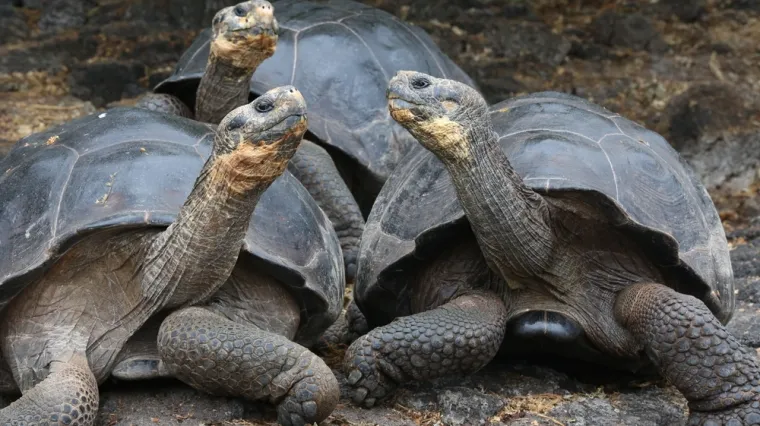 [KVIZ] Jesi li pravi znalac o kornjačama?