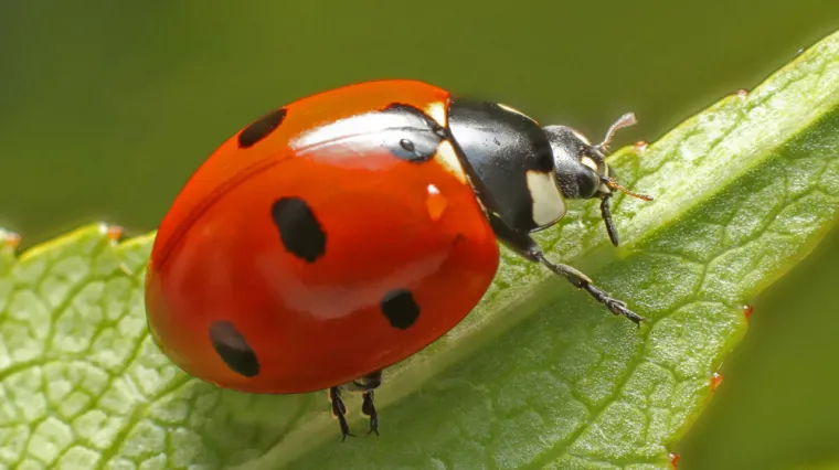 [KVIZ] Jesi li pravi znalac o kukcima?