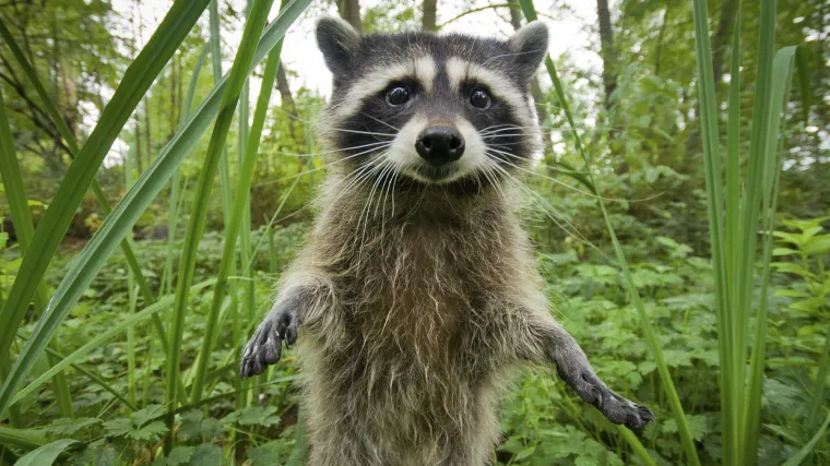 Medicinska sestra spasila život pijanom rakunu: Svi su izgubili nadu, ali ona nije odustajala