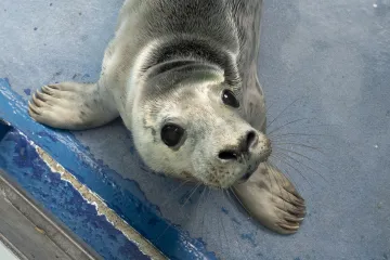 Ovaj mali tuljan spašen je iz pakla i pušten u svijet: Njegove okice pune sjaja rastopit će vam srce