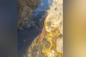 Vatreni crv snimljen na hrvatskoj plaži: Pazite da ne stanete na njega!