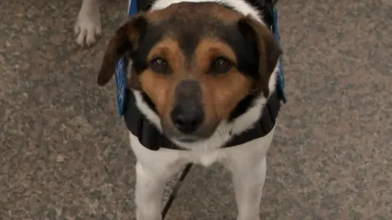 Policija zapošljava: Bitno je da nije agresivan, ali ni bojažljiv i da hoće raditi... I da je pas