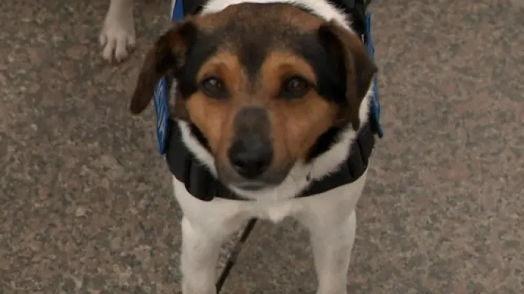 Policija zapošljava: Bitno je da nije agresivan, ali ni bojažljiv i da hoće raditi... I da je pas