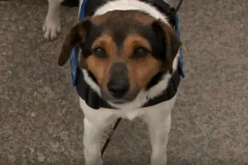 Policija zapošljava: Bitno je da nije agresivan, ali ni bojažljiv i da hoće raditi... I da je pas