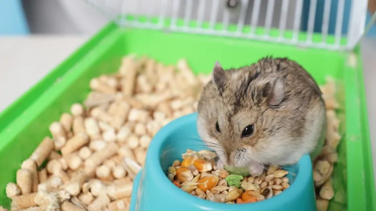 [KVIZ] Koliko znaš o glodavcima?