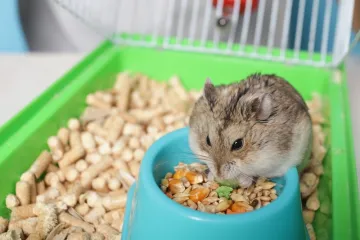 [KVIZ] Koliko znaš o glodavcima?