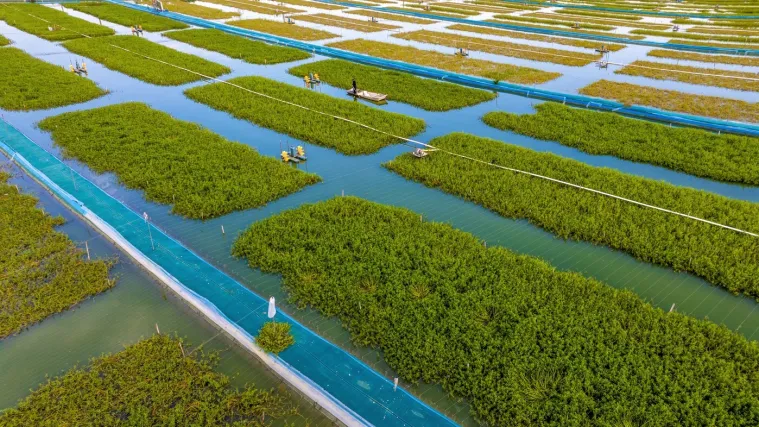 Neobični rak prava je poslastica: Postao je simbol ekološke i tehnološke revolucije