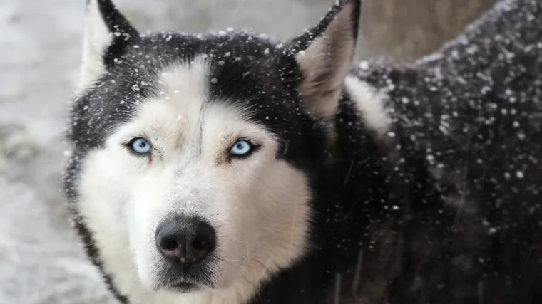 Svašta smo vidjeli u prometu, ali ovo ne: Pogledajte odakle pas viri, ljudi ne mogu vjerovati