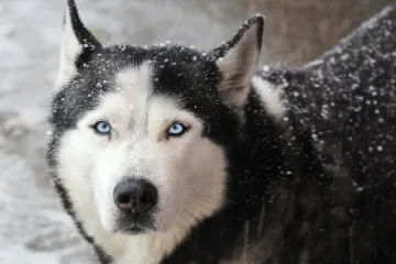 Svašta smo vidjeli u prometu, ali ovo ne: Pogledajte odakle pas viri, ljudi ne mogu vjerovati