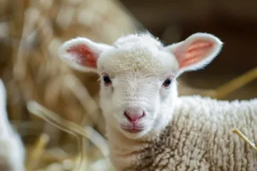 [KVIZ] Kakvo je tvoje znanje o ovcama?