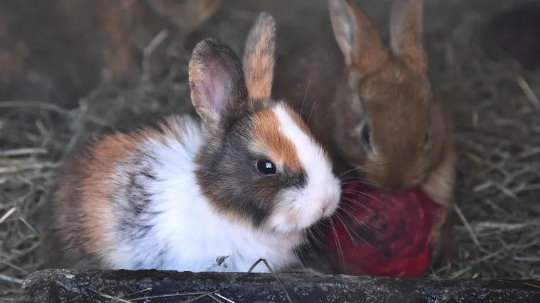 Veterinarka: 'Vlasnici kućnih ljubimaca trebali bi obaviti šest važnih provjera prije jeseni'