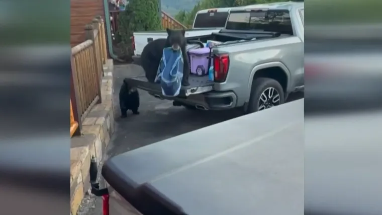 Medvjedica ukrala prijenosni hladnjak i pobjegla s mladuncima!