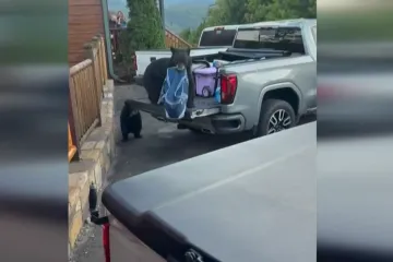 Medvjedica ukrala prijenosni hladnjak i pobjegla s mladuncima!