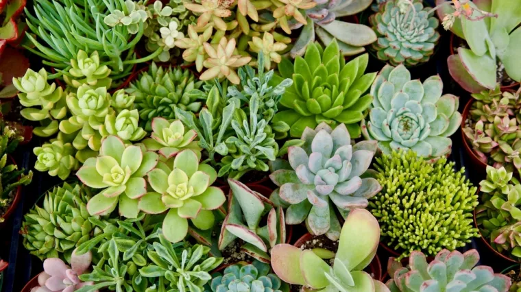 [KVIZ] Samo će pravi ljubitelji sobnih biljaka znati sve