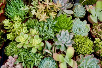 [KVIZ] Samo će pravi ljubitelji sobnih biljaka znati sve