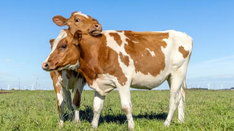 [KVIZ] Koliko znaš o kravama?