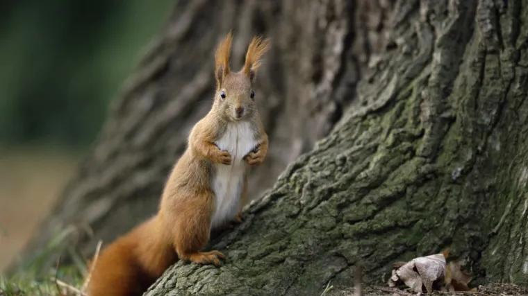 Mnogi ovdje nisu mogli vidjeti preslatku vjevericu: Ako vi uspijete, imate snajperske oči