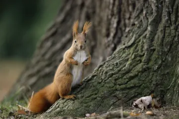Mnogi ovdje nisu mogli vidjeti preslatku vjevericu: Ako vi uspijete, imate snajperske oči