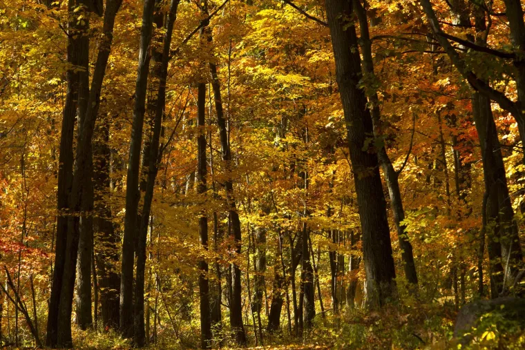 Prvi dan jeseni prema numerologiji donosi nove prilike: Posebnu će sreću imati ovi datumi rođenja