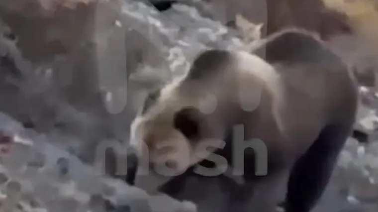 Medvjed iskopao grobove i pojeo ljudske ostatke: Objavljena horor snimka