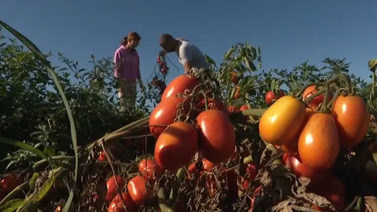 Proizvodnju ovog voća im je savjetovao prijatelj i nije pogriješio: 'Ispali smo rekorderi'