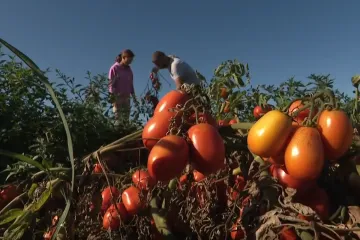 Proizvodnju ovog voća im je savjetovao prijatelj i nije pogriješio: 'Ispali smo rekorderi'
