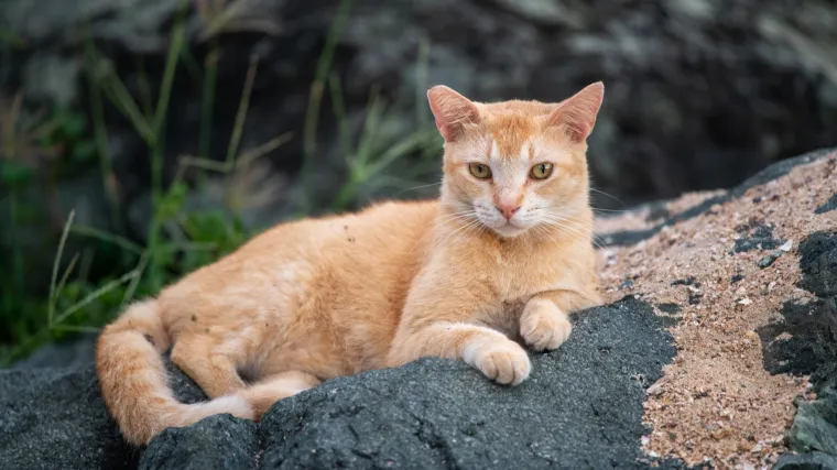 Čak 99% korisnika tvrdi da ovdje ne vide mačku: Provjerite jeste li među rijetkima
