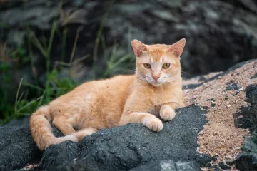 Čak 99% korisnika tvrdi da ovdje ne vide mačku: Provjerite jeste li među rijetkima