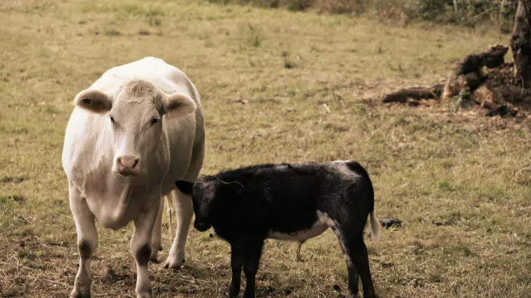 [KVIZ] Kako se nazivaju mladunci ovih životinja?