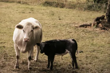 [KVIZ] Kako se nazivaju mladunci ovih životinja?