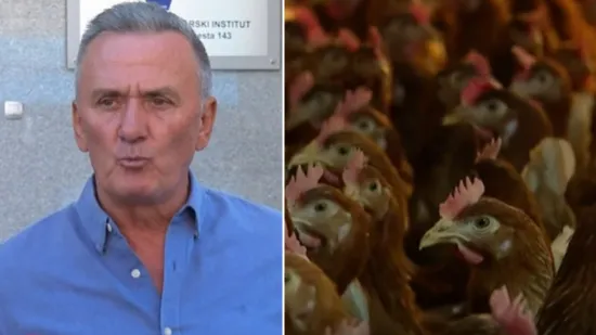 Hrvatski 'kralj jaja' mora ubiti 163.000 koka nesilica: 'Nalaz o salmoneli je namješten'