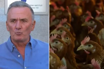 Hrvatski 'kralj jaja' mora ubiti 163.000 koka nesilica: 'Nalaz o salmoneli je namješten'