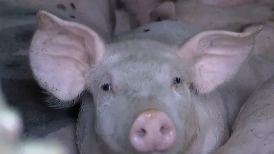 Svinjska kuga u Slavoniji; Iz farme svinja poručuju: 'U ovom trenutku možemo reći...'