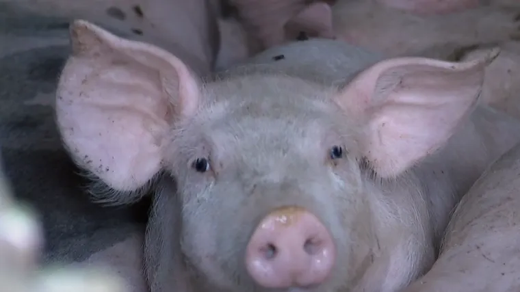 Svinjska kuga u Slavoniji; Iz farme svinja poručuju: 'U ovom trenutku možemo reći...'