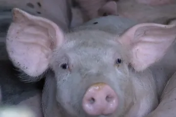 Svinjska kuga u Slavoniji; Iz farme svinja poručuju: 'U ovom trenutku možemo reći...'