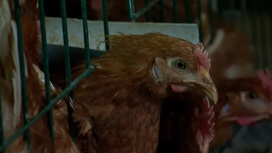 Drama u sektoru proizvodnje jaja: Lukač odustaje od proizvodnje, iz instituta odgovaraju na optužbe