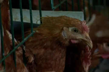 Drama u sektoru proizvodnje jaja: Lukač odustaje od proizvodnje, iz instituta odgovaraju na optužbe